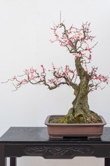 Fototapeta premium Red plum bonsai tree on a wooden table againt white wall in Baihuatan public park, Chengdu, Sichuan province, China