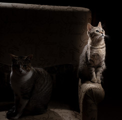 Gato iluminado