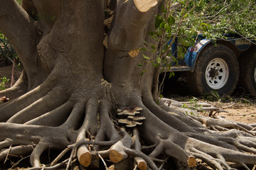 Gran raíz de árbol 