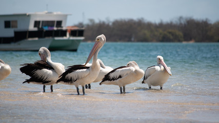 pelicans on the beach Australia Gold Coast tropical summer