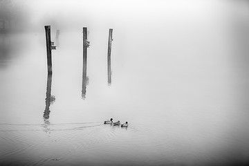 Olympia Bird Mist