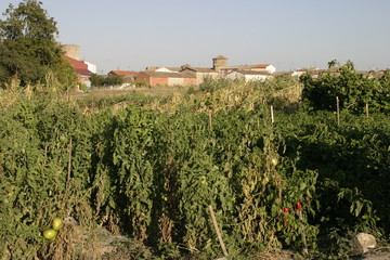Fototapeta na wymiar Santo Domingo de la Calzada. La Rioja. Spain