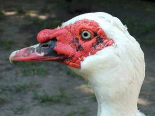 red duck head