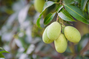 Green marian plum (maprang)hanging,marian field,marian farm.