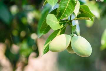 Green marian plum (maprang)hanging,marian field,marian farm.