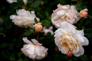 White Rose flower with raindrops on background White roses flowers. Nature.