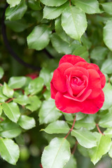 Red rose flower blooming in roses garden on background red roses flowers.