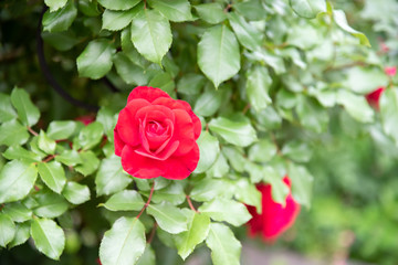 Red rose flower blooming in roses garden on background red roses flowers.