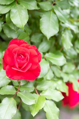 Red rose flower blooming in roses garden on background red roses flowers.