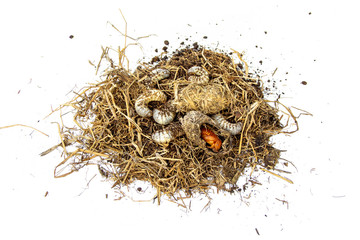 masses white worm larvae of coconut rhinoceros beetle and pupa in pile straw. insect pests and problem of coconut plantation and palm. isolated on white background.