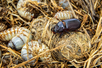 Life cycle of coconut rhinoceros beetle in pile straw from larva come up as an adult. evil insect...