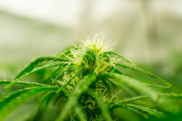 Medicinal indica with CBD. Cannabis at the beginning of flowering. In door grow hemp. Legal...
