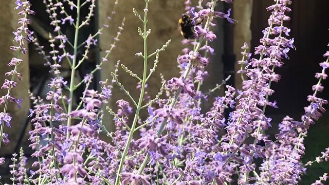 A Bumble-bee feeding on a flower Perovskia - Lamiaceae. A Humble-bee suck from a bloom  in the garden, slow motion.