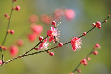 梅の花とミツバチ　Plum blossoms and bee	
