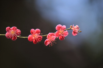 梅の花　Plum blossom