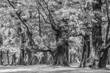 Evergreen Casuarina equisetifolia (Common ironwood) forest tree at Naiyang beach bearby Phuket airport, Thailand.