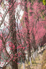 Red plum trees in bloom in springtime in Chengdu, Sichuan province, China