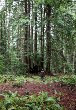 Man walking alone in woods