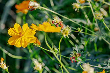 Beautiful yellow blossom flower with green leaf blurry background.