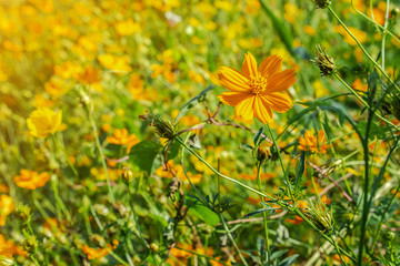 Beautiful yellow blossom flower on sunny day.