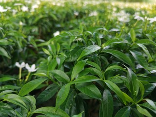 Green leaves with a blurred pattern background