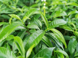 Green leaves with a blurred pattern background