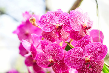 beautiful orchid flower in garden at winter or spring day, agriculture, postcard idea concept design.