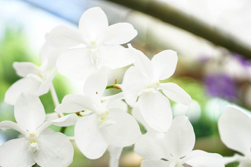 Obraz premium beautiful orchid flower in garden at winter or spring day, agriculture, postcard idea concept design.