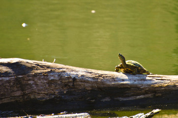Turtles at the Pond