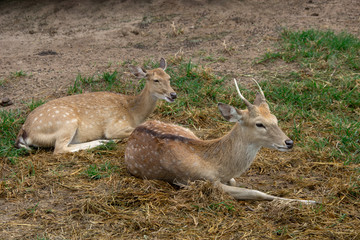 The male and female deer sit side by side on the grass.