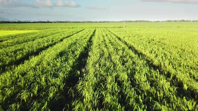 Drone flying low, straight and in-line with rows of sugarcane plants.