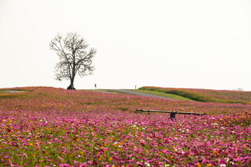Flower garden in the evening at Chiang Rai province Thailand
