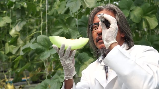 Senior Asian agricultural research scientist using brix refractometer sweet test tool for testing sugar and sweetness level at melon farm field
