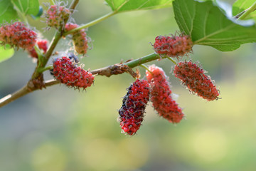 selective focus black ripe and red unripe mulberries on the branch of tree