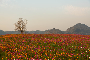 Flower garden in the evening at Chiang Rai province Thailand
