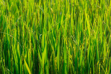 Fototapeta na wymiar Close up seedlings in rice fields are pregnant.Before the golden rice.