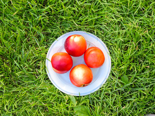 Ripe yellow-red orange peaches. Fresh harvest. The best healthy snack.Colorful fruits in white bowl on green grass. Flat lay of plates with Ripe peach fruits.Top view. Healthy food for picnic. 