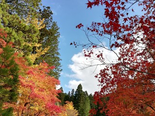 秋空と紅葉