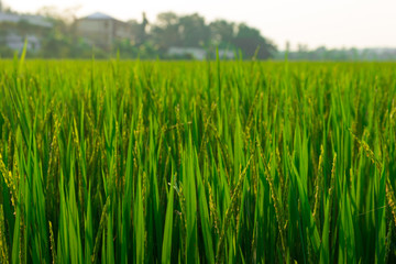Close up seedlings in rice fields are pregnant.Before the golden rice.