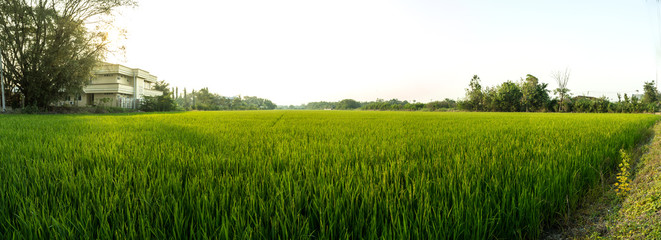 Fototapeta na wymiar Panorama view of seedlings in rice fields are pregnant.Before the golden rice.
