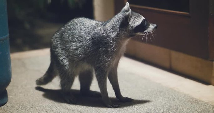 Raccoon (Procyon lotor) scavenging for food at night. Rare footage.