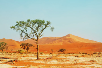 Fototapeta na wymiar Namib