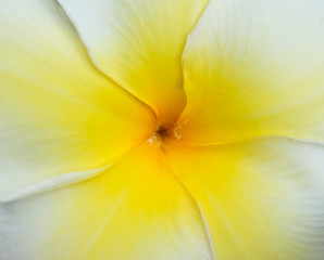Plumeria close-up