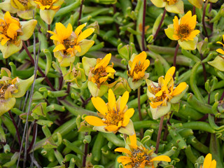 Yellow desert plants in South Africa