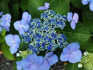 紫陽花（アジサイ）