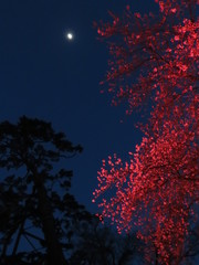 赤くライトアップされた夜桜