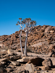 Quiver trees in the Namib desert, Namibia