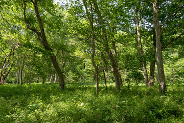 Spring fresh green landscape, Park in Funabashi City, Chiba prefecture, Japan