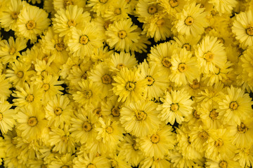 Fototapeta premium Yellow flower bed close-up view in China