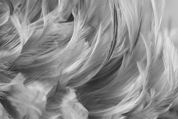 Gray chicken feathers in soft and blur style for the background, black and white